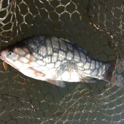 大安トラウトレイク釣果